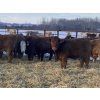Image 2 : Kevin Szymanek - 875# February Weaned Steers - 70 Head (Stauffer, AB)