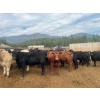 Image 4 : Westwold View Farms - 950# September Delivery Steers - 62 Head (Westwold, BC)