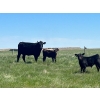 Image 2 : Sherness Farms  - 510# October Delivery Heifer Calves - 20 Head (Sheerness, AB)