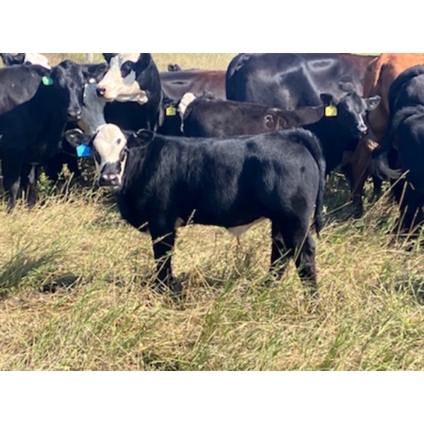 Ramage Land & Cattle - 515# November Delivery Steer Calves - 220 Head (Fairlight, SK) VBP+
