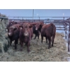 Image 10 : Dallas & Janelle Kapeller - 6 Red Heifers (Pen 335)