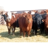 Image 11 : Dog River Ranch - 730# March/April Delivery Heifers - 43 Head (Corning, SK)