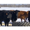 Image 4 : 7L Ranch - 905# March Delivery Steers - 67 Head (Lakeland, MB) VBP+