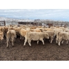 Image 8 : Lowe Ranches - 584# December Delivery Weaned Heifers - 92 Head (Nanton, AB)