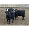 Image 6 : Lesher Lane Enterprises - 1000# November Delivery Heifers - 140 Head (Lacombe, AB)