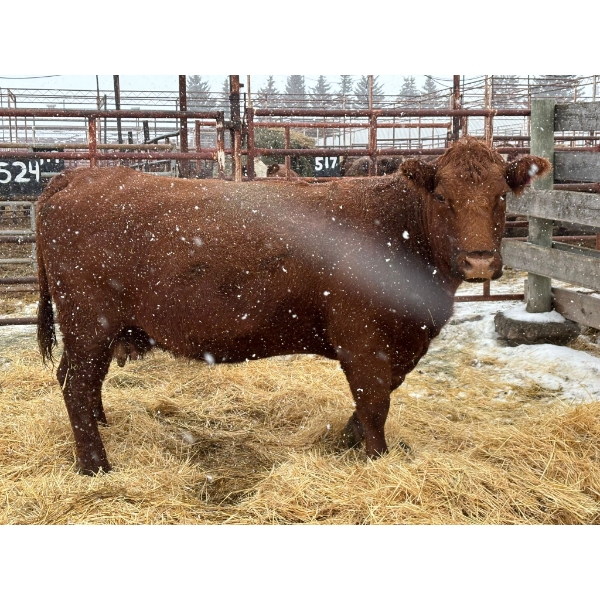 Prairie Diamond Farm - 1 Mature Cow (Pen 524)