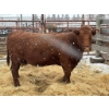 Image 1 : Prairie Diamond Farm - 1 Mature Cow (Pen 524)