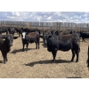 Image 7 : Lone Star Cattle Co. - 980# June Delivery Heifers - 260 Head (Strathmore, AB)