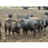 Image 5 : French's Farm - 1025# October Delivery Steers - 180 Head (Kelwood, MB)