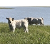 Image 4 : K Griffith Ranching - 615# November Delivery Steer Calves - 95 Head (Delia, AB)