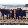 Image 3 : Twisted K Limousin - 680# February Delivery Heifers - 70 Head (Byemoor, AB)