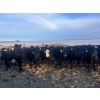 Image 2 : Jeremy & Gail Boulding - 615# March Delivery Heifers - 55 Head (Big Valley, AB)