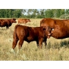 Image 2 : Kokay Farms Ltd. - 685# November Delivery Steer Calves - 120 Head (Rosemary, AB)