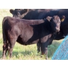 Image 8 : Brightside Stables - 575# October Delivery Heifer Calves - 15 Head (Russell, MB)