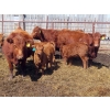 Image 1 : Wacoalty Enterprises Inc. - 25 Red Angus X Simm Pairs (Kipling, SK)