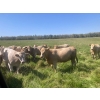 Image 3 : Andersen River Ranching - 1020# October Delivery Grass Heifers - 180 Head (Drayton Valley, AB)