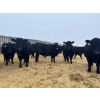 Image 3 : Moebis Bros Ag Ltd. - 58 Black Angus November Delivery Bred Heifers (Beechy, SK)