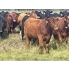 Image 15 : K6 Farms - 1000# Sept/Oct Delivery Grass Steers - 210 Head (Buck Lake, AB)