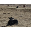 Image 14 : Rolling N Ranches (Nolan & Amanda Osadczuk) - 80 Heifer Pairs