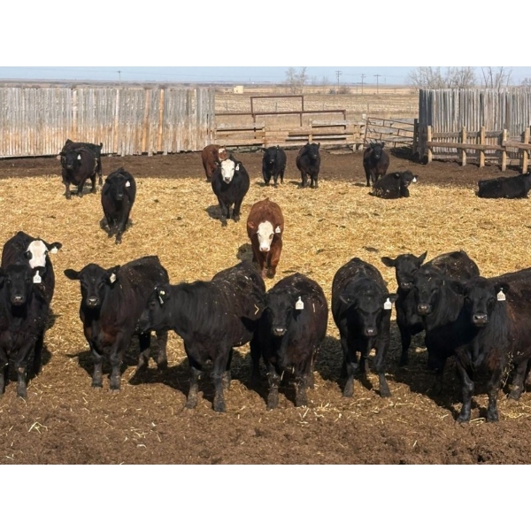 CV Bar Farms Ltd. - 950# April/May Delivery Steers - 180 Head (Scandia, AB)