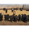 Image 1 : CV Bar Farms Ltd. - 950# April/May Delivery Steers - 180 Head (Scandia, AB)