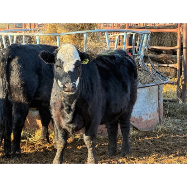 Running M Farms - 8 Heifers (Pen 406)