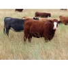 Image 5 : Two Point Cattle - 740# October Grass Heifers - 157 Head (Dilke, SK)