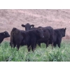 Image 7 : Schweb Family Cattle - 650# October Delivery Steer Calves - 90 Head (Logan Lake, BC)