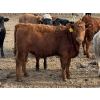 Image 4 : Luke & Jen Smith - 550# March Delivery Heifers - 110 Head (Rhein, SK)