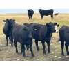 Image 10 : Boggy Springs Ranch - 970# September Grass Heifers - 100 Head (Maple Creek, SK)