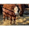 Image 2 : Fox Cattle Co. - 10 Bred Heifers (Pen 420)