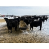 Image 4 : Chris, Debbie & Dwayne Wimmer - 675# March Delivery Steers - 55 Head (Lundar, MB)