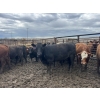Image 4 : Birch Island Land & Cattle - 950# June/July Delivery Heifers - 63 Head (Rhein, SK)