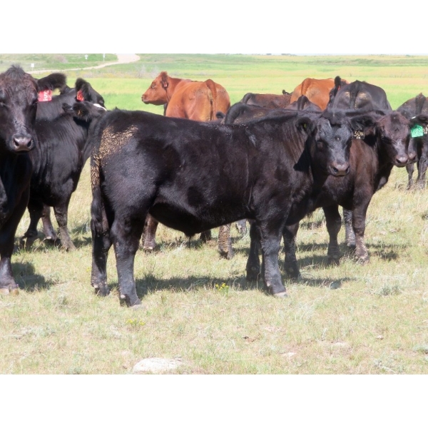 Colven Cattle Co. - 675# Sept/Oct Delivery Steer Calves - 65 Head (Bethune, SK)