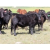 Image 1 : Colven Cattle Co. - 675# Sept/Oct Delivery Steer Calves - 65 Head (Bethune, SK)
