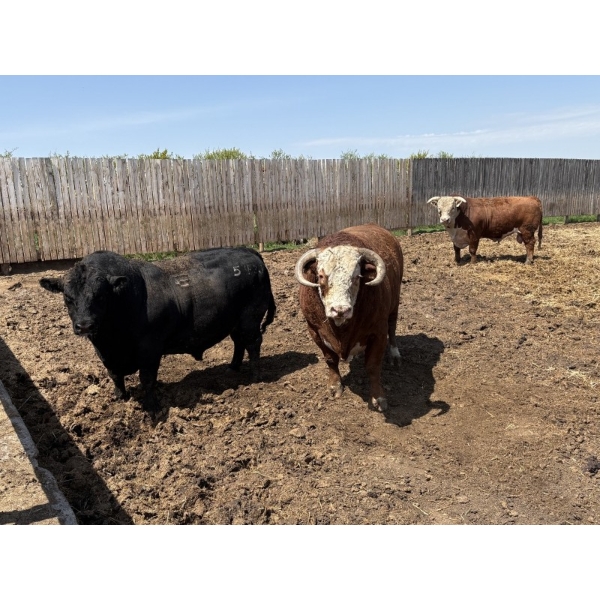 Four Harts Cattle Co. - 6 Bulls (Vermilion, AB)