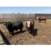 Image 1 : Four Harts Cattle Co. - 6 Bulls (Vermilion, AB)