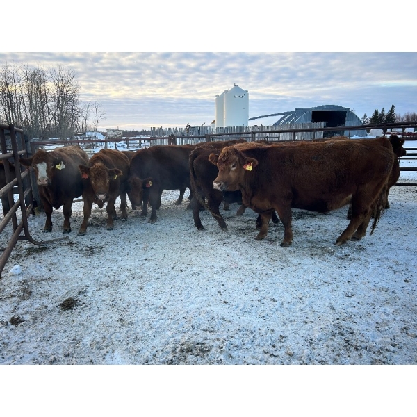 Lake Forest Farms Herd Dispersal - 14 Mature Red/RBF Simm/Angus X Bred Cows (Arnes, MB)