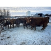 Image 1 : Lake Forest Farms Herd Dispersal - 14 Mature Red/RBF Simm/Angus X Bred Cows (Arnes, MB)