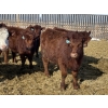 Image 3 : Knievel Farms - 825# March Delivery Steers - 70 Head (Trochu, AB)
