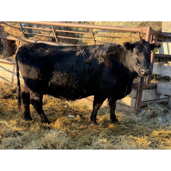 Coal Creek Ranching Ltd. - 1 Third Calver (Pen 524B)