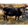Image 1 : Coal Creek Ranching Ltd. - 1 Third Calver (Pen 524B)