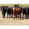 Image 2 : Spring View Ranch Ltd. - 530# October Heifer Calves - 50 Head (Beaubier, SK)