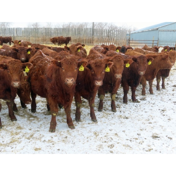 RBD Ranch - 950# February Delivery Steers - 62 Head (Milestone, SK)