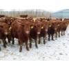 Image 1 : RBD Ranch - 950# February Delivery Steers - 62 Head (Milestone, SK)