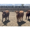 Image 9 : Lone Star Cattle Co. - 980# June Delivery Heifers - 215 Head (Strathmore, AB)