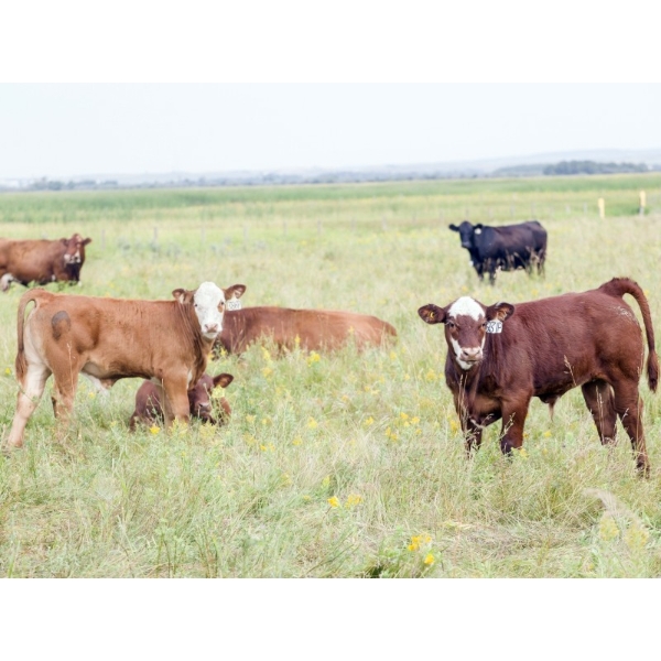 Coteau Ranch - 560# November Delivery Steer Calves - 220 Head (Kisbey, SK) VBP+