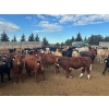 Image 5 : Box Anchor Farms - 950# March Delivery Weaned Heifers - 260 Head (Dewberry, AB)