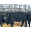 Image 2 : Crooked Creek Farms - 19 Black 4th Calvers (Pen 439)