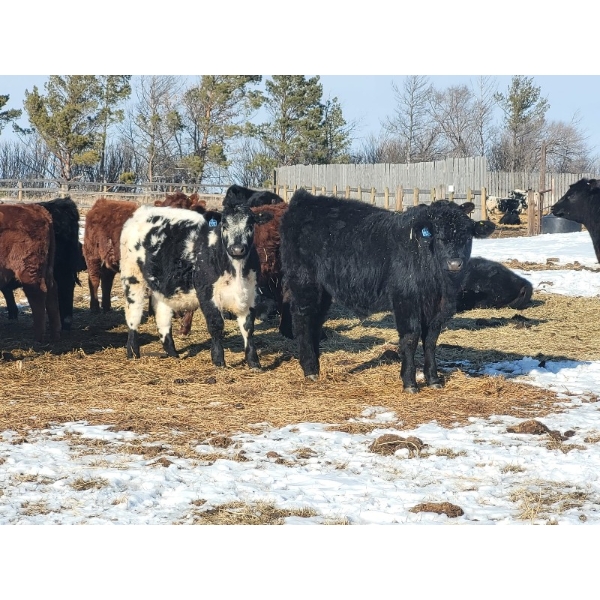 Loch Lomond Livestock Ltd. - 725# March Delivery Steers - 45 Head (Eyebrow, SK)